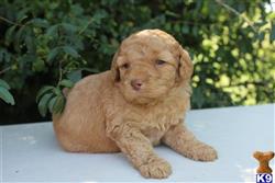 labradoodle puppy posted by KYLakeDoodles