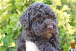 labradoodle puppy posted by KYLakeDoodles