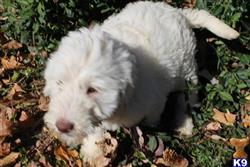 labradoodle puppy posted by KYLakeDoodles