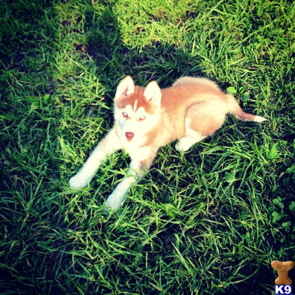 siberian husky puppy posted by Kaharon