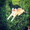 siberian husky puppy posted by Kaharon
