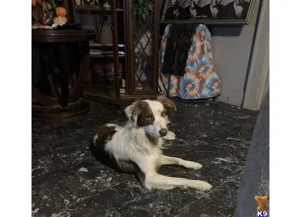 Theo  available Australian Shepherd puppy located in KNOXVILLE