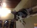 Siberian Husky