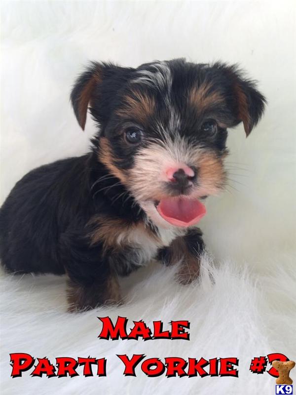 yorkshire terrier puppy posted by Karensbebes