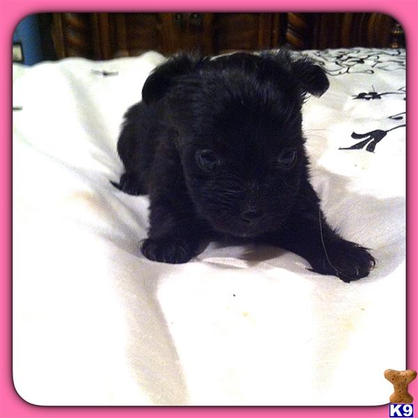 yorkshire terrier puppy posted by Karensbebes