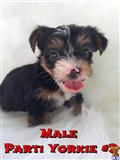 yorkshire terrier puppy posted by Karensbebes