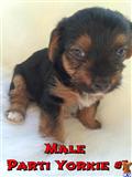 yorkshire terrier puppy posted by Karensbebes