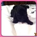 yorkshire terrier puppy posted by Karensbebes