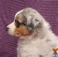 australian shepherd puppy posted by Kattie567
