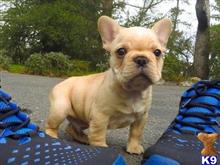 french bulldog puppy posted by Kattymular