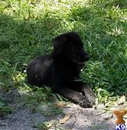 german shepherd puppy posted by Kavon