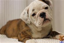 english bulldog puppy posted by Kaychick88