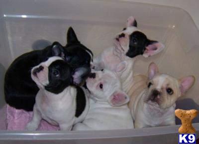 french bulldog puppy posted by Kaylafmom