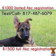 german shepherd puppy posted by Kayleexyoung