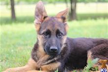 german shepherd puppy posted by Kayleexyoung2021