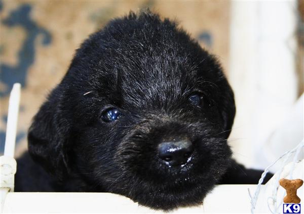 labradoodle puppies for sale in sc labradoodle puppy for sale south carolina labradoodles 7 years labradoodle puppies for sale in sc labradoodle puppy for sale south carolina labradoodles 7 years