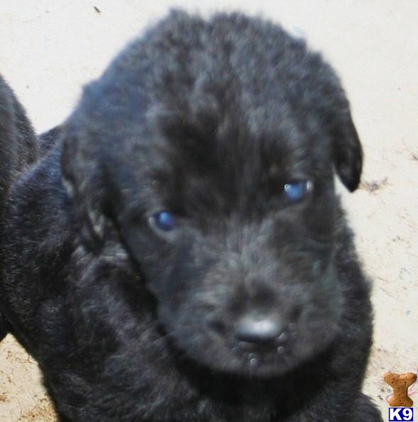 labradoodle puppies for sale in sc labradoodle puppy for sale stunning labradoodles in south carolina 7 years labradoodle puppies for sale in sc labradoodle puppy for sale stunning labradoodles in south carolina 7 years