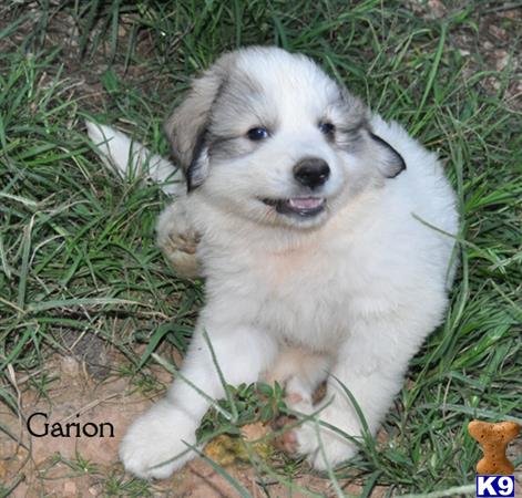 great pyrenees puppies for sale in michigan great pyrenees puppies for sale great pyrenees puppies for sale in michigan great pyrenees puppies for sale