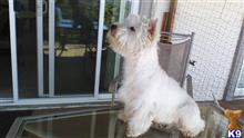 west highland white terrier puppy posted by Keeper123