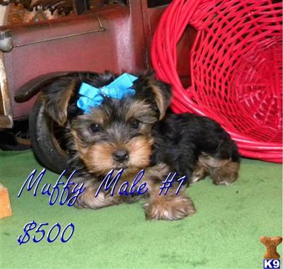 teacup yorkies for sale in springfield mo yorkie puppies terrier puppy for sale in springfield mo breeds picture teacup yorkies for sale in springfield mo yorkie puppies terrier puppy for sale in springfield mo breeds picture