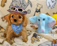 Cavalier King Charles Spaniel