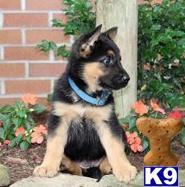 german shepherd puppy posted by Kelly053199