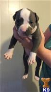 American Pit Bull