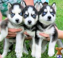 siberian husky puppy posted by Kembong