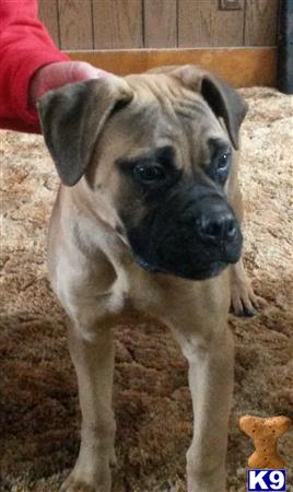 bullmastiff puppy posted by Kenpacker1970