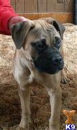 bullmastiff puppy posted by Kenpacker1970