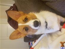 Nelly available Pembroke Welsh Corgi puppy located in PASADENA
