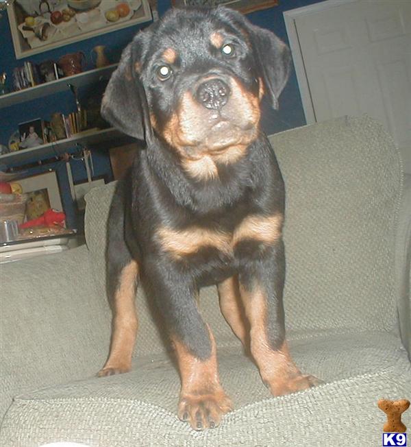 rottweiler puppy posted by Kerrielynn