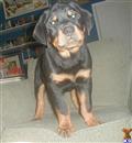 rottweiler puppy posted by Kerrielynn