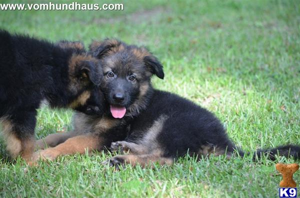 German Shepherd