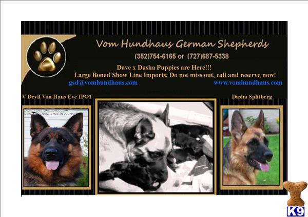 german shepherd puppy posted by Kevindaley