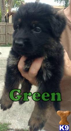 German Shepherd