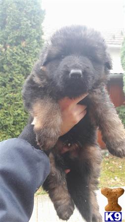 German Shepherd
