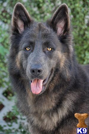 German Shepherd