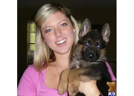 Black  Red Imported West German Show Line Male Puppy  available German Shepherd puppy located in Brooksville