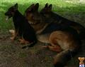 Beautiful black and red germand shepherd puppies  available German Shepherd puppy located in Brooksville