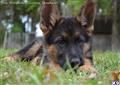 german shepherd puppy posted by Kevindaley
