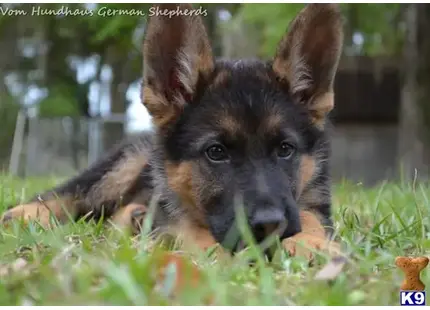   Black  Red Show Line puppies available German Shepherd puppy located in Brooksville