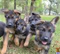 german shepherd puppy posted by Kevindaley