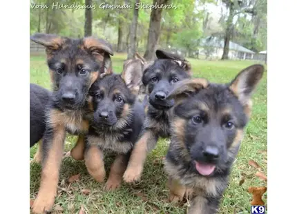Black and red GSD pups available German Shepherd puppy located in Brooksville