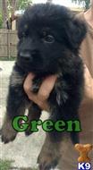 Green Girl  available German Shepherd puppy located in Brooksville