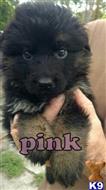german shepherd puppy posted by Kevindaley