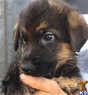 Pick of the Litter Black and Red Show Line Pup- VA Tyson/2xVA Vegas Lines available German Shepherd puppy located in Brooksville
