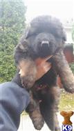 Imported Male Stock Coat Black  Red German Shepherd Puppy available German Shepherd puppy located in Brooksville