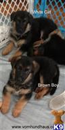 RARE BLUE GERMAN SHEPHERD PUPPIES available German Shepherd puppy located in Brooksville