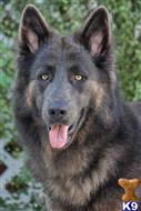 german shepherd puppy posted by Kevindaley